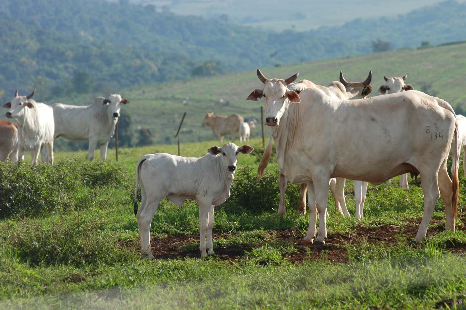 Preço da vaca gorda sobe no Paraná
