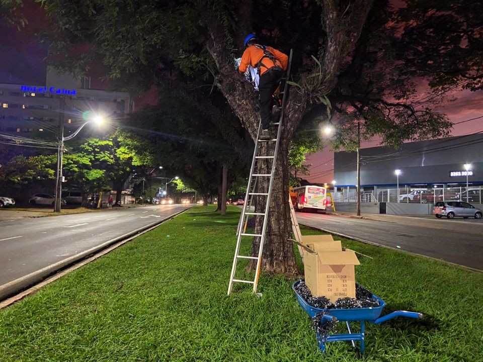 Começa a instalação da decoração da Maringá Encantada