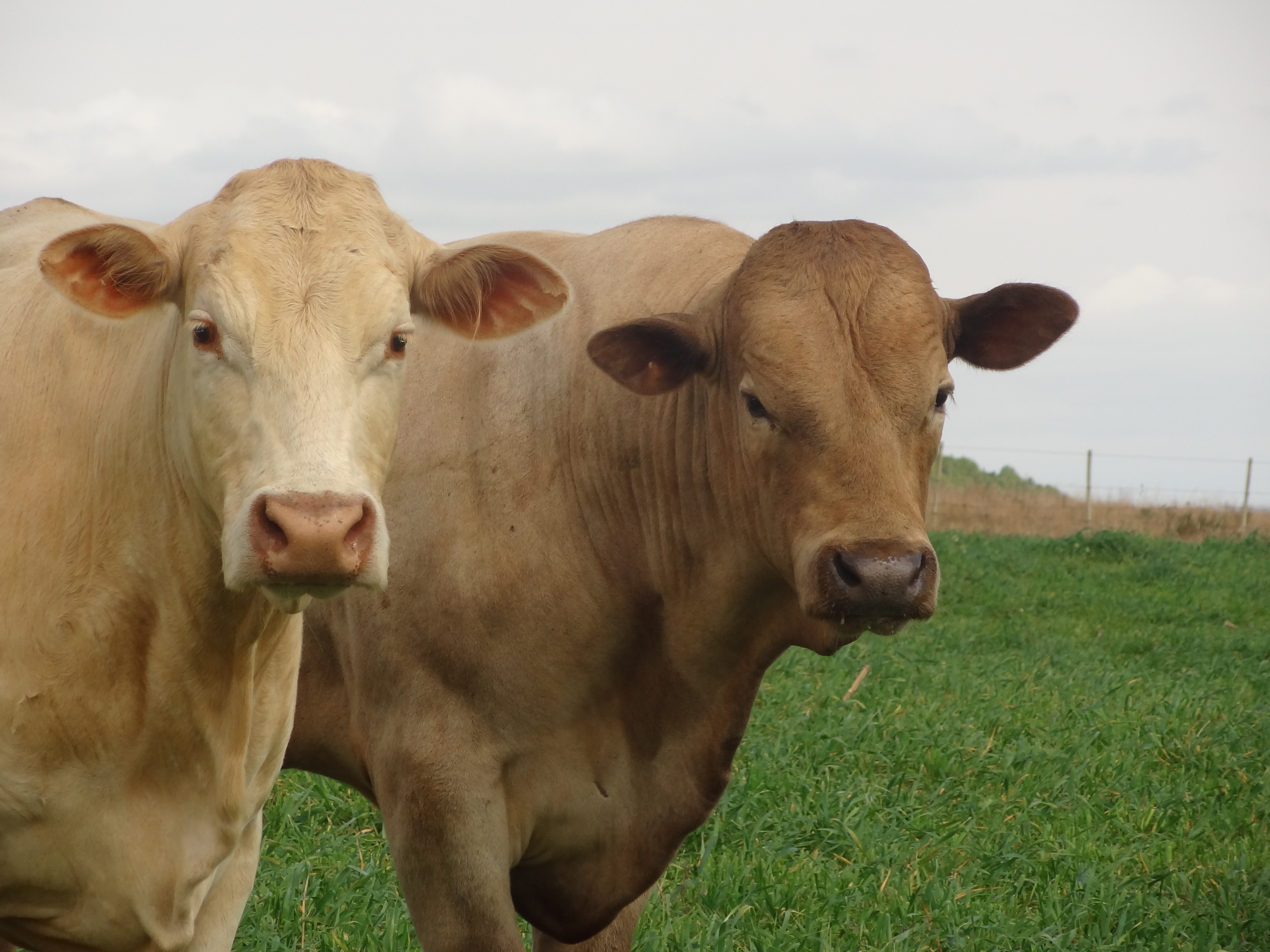 Preço do boi gordo segue firme no mercado