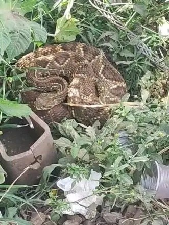 Cobra cascavel é encontrada em empresa de Sarandi