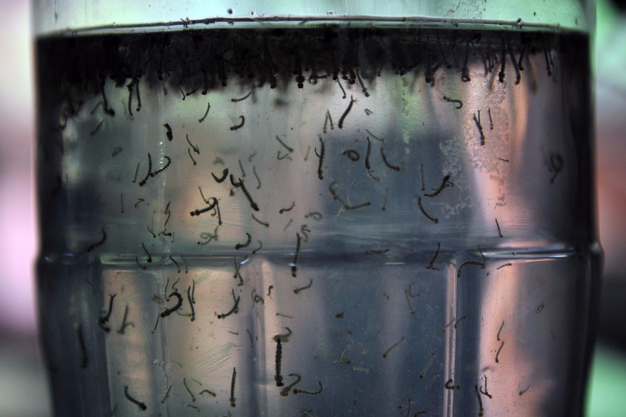 Maringá corre risco de entrar em epidemia de dengue