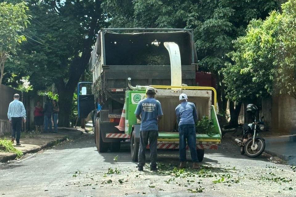 Paranavaí começa a erradicar plantas cítricas na área urbana