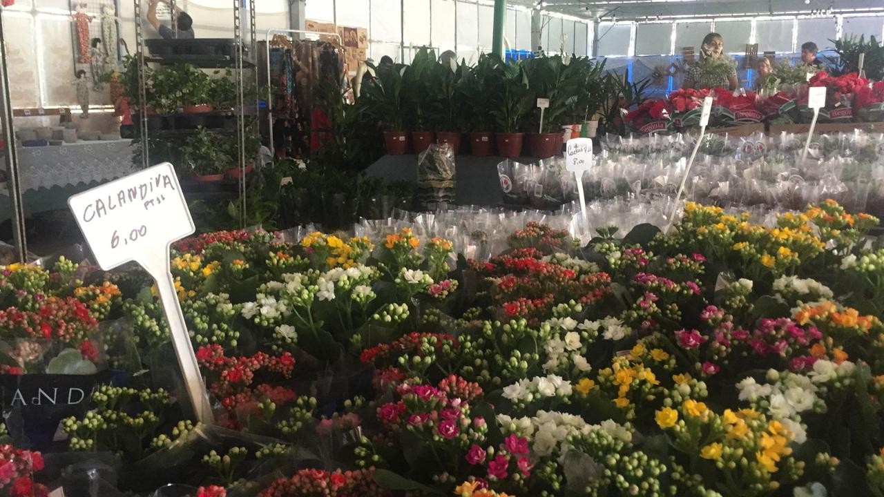 Feira oferta mais de 500 tipos de flores e plantas ornamentais e frutíferas