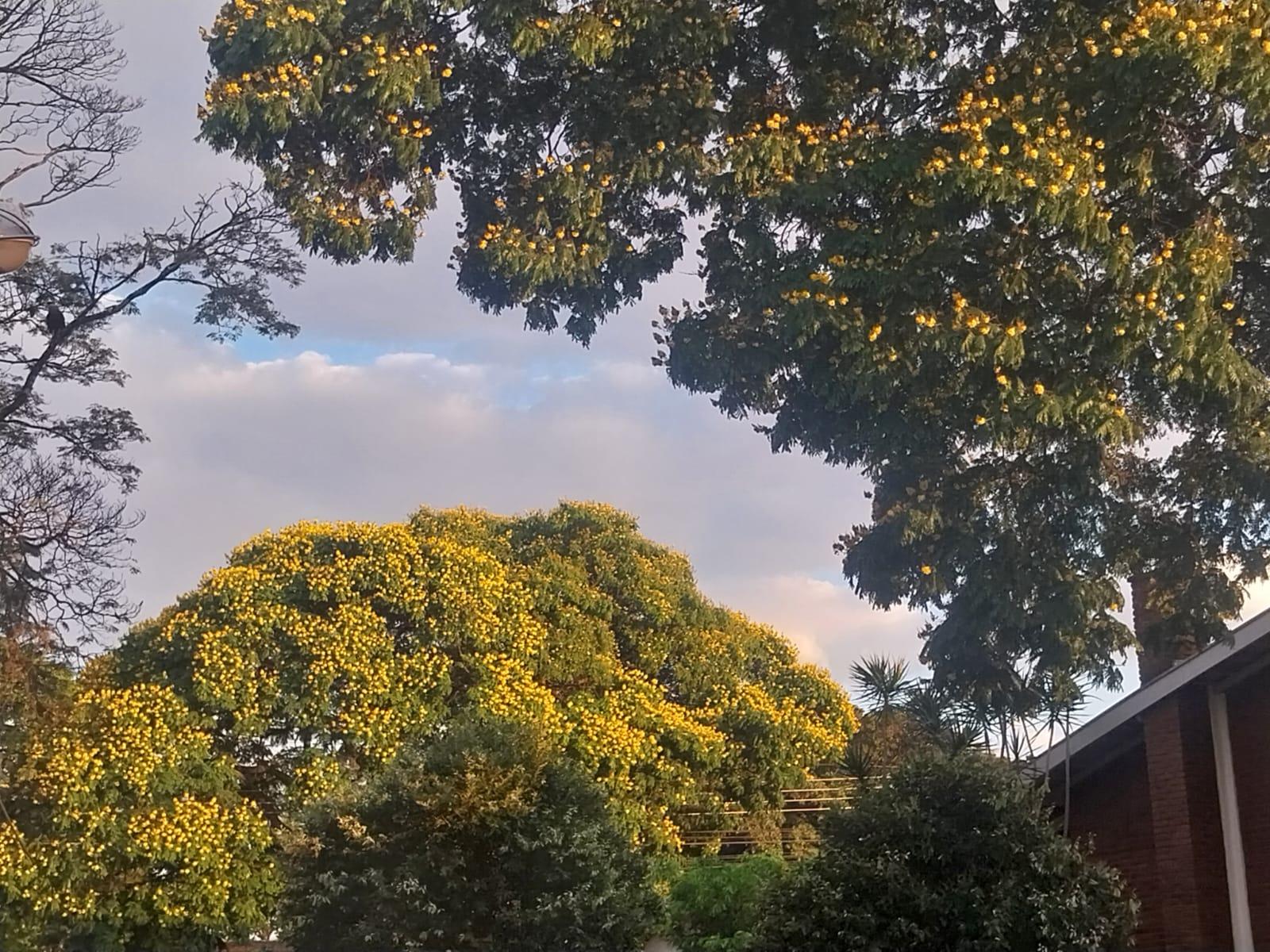 Confira a previsão do tempo para este domingo (14) em Maringá
