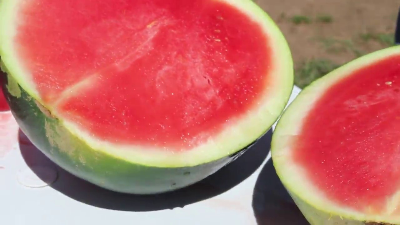 Safra de melancia Pingo Doce chega ao mercado