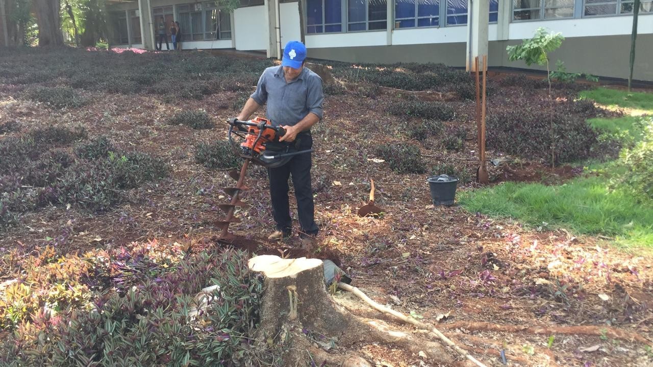 UEM é multada em R$ 28.500 por corte irregular de árvores