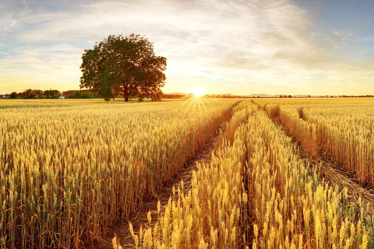 Paraná tem mudanças no zoneamento do trigo
