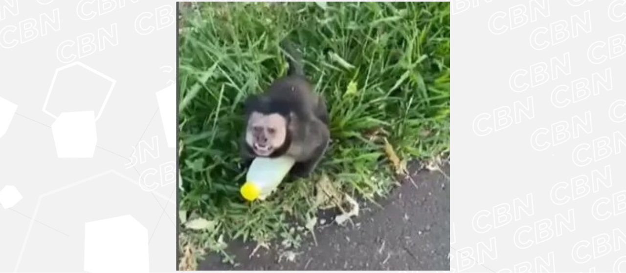 Vídeo de mulher sendo ‘roubada’ por macaco em Maringá viraliza nas redes sociais