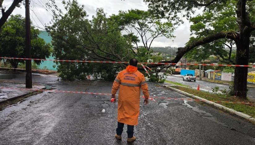 Temporal provoca queda de oito árvores em Maringá