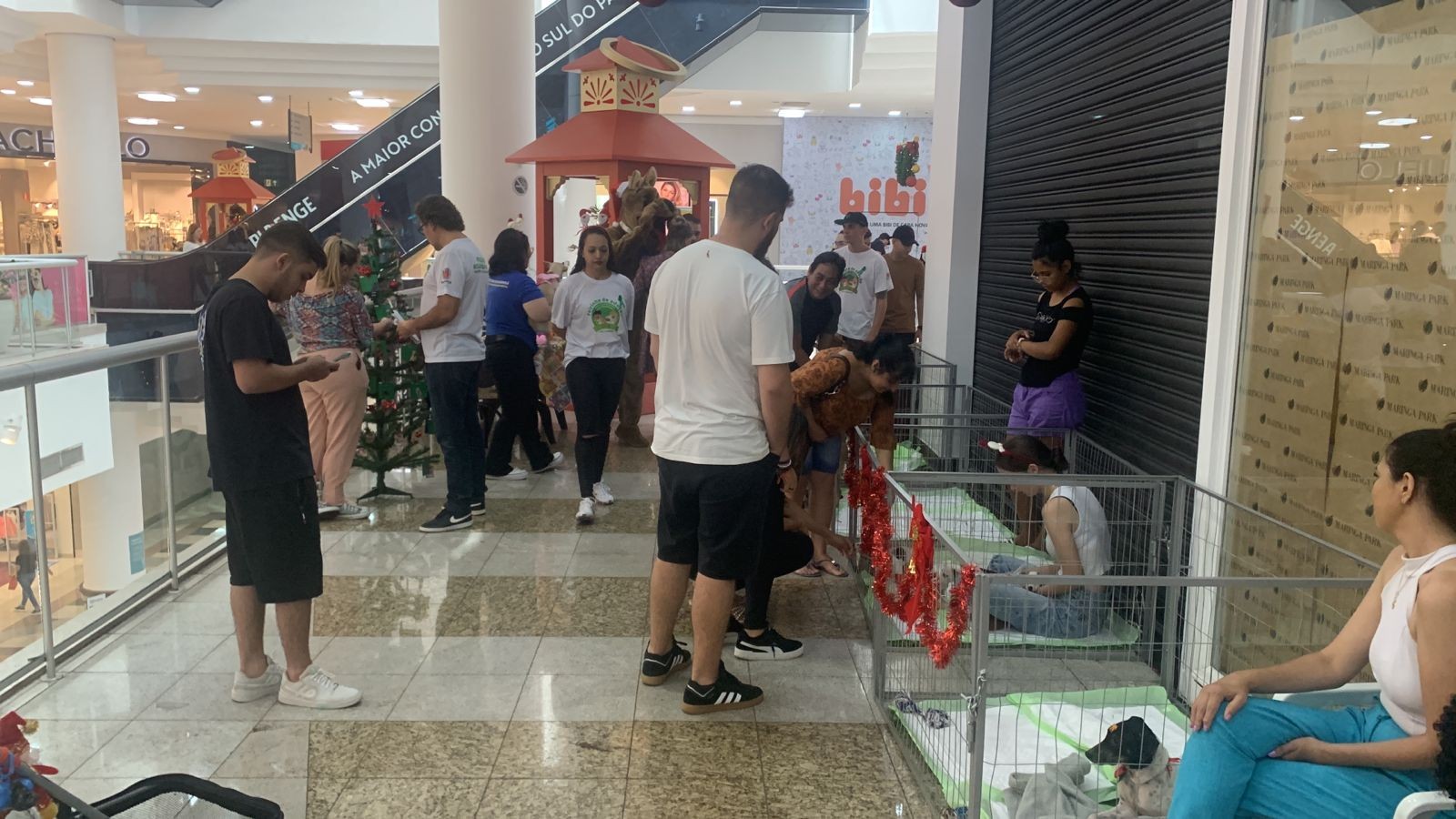 Dezembro Verde é o mês de combate ao abandono a animais