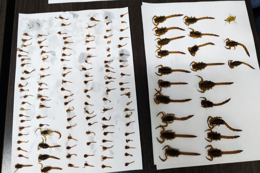 Vigilância encontra mais de 220 escorpiões em casa onde morador foi picado