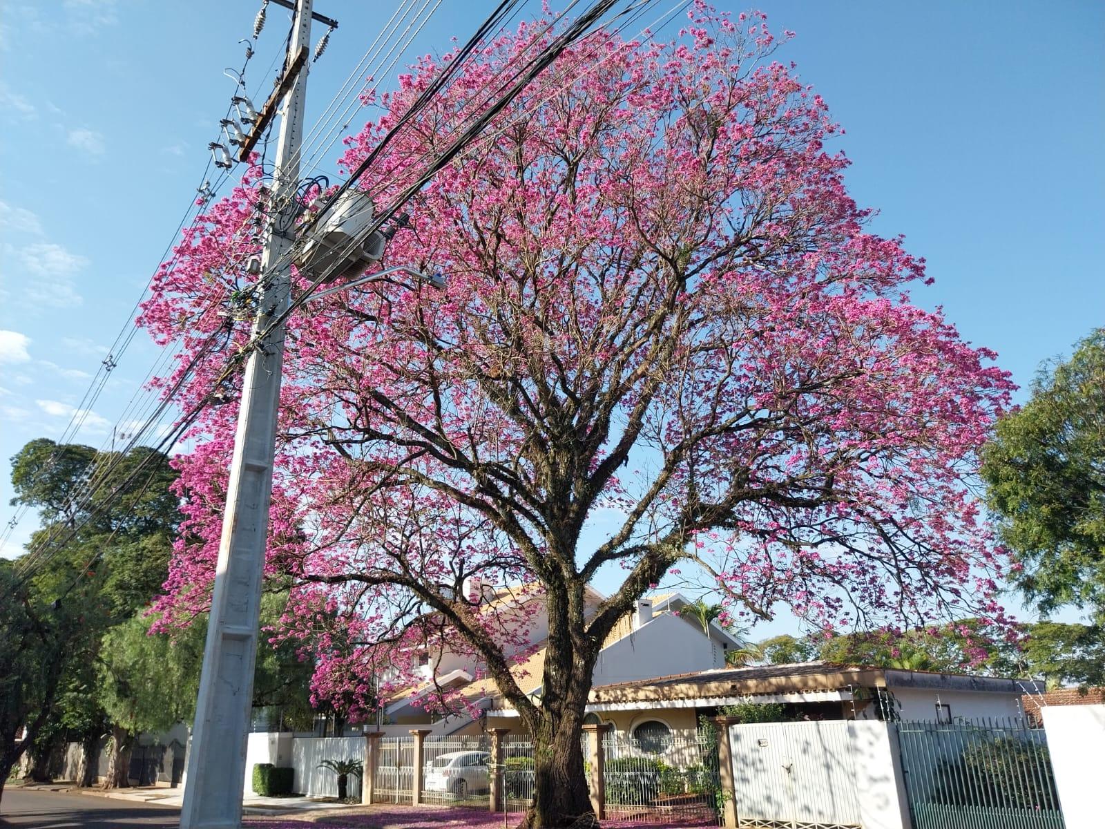 Veja como fica a previsão do tempo para este sábado (2)