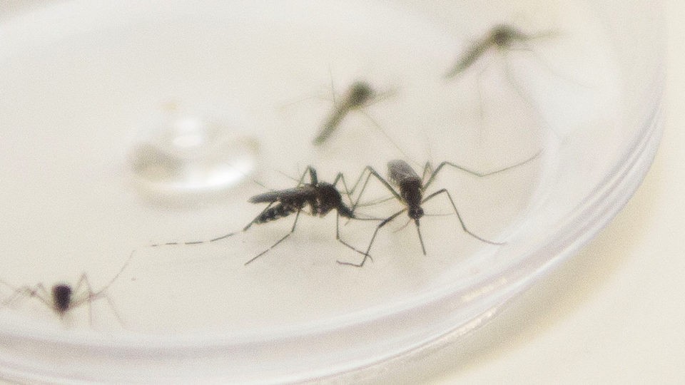 Paraná confirma 39 novos casos de dengue