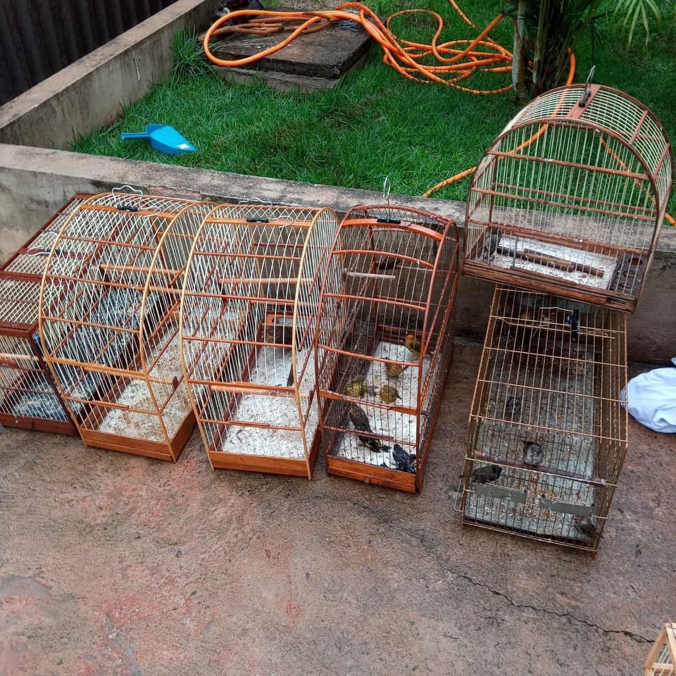 Mulher é multada em R$ 29 mil por manter aves em cativeiro