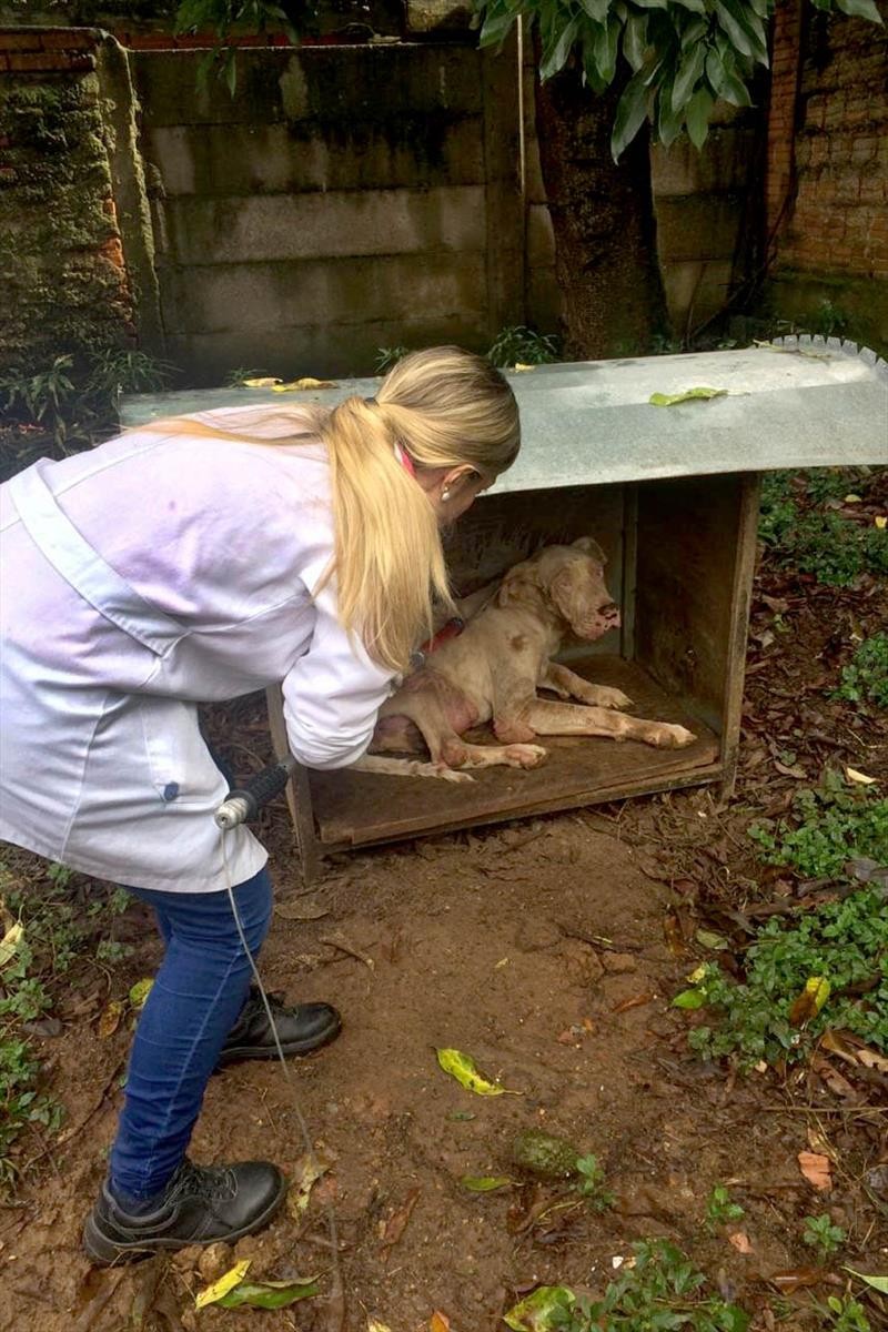 Curso capacita protetores de animais para atender denúncias de maus-tratos