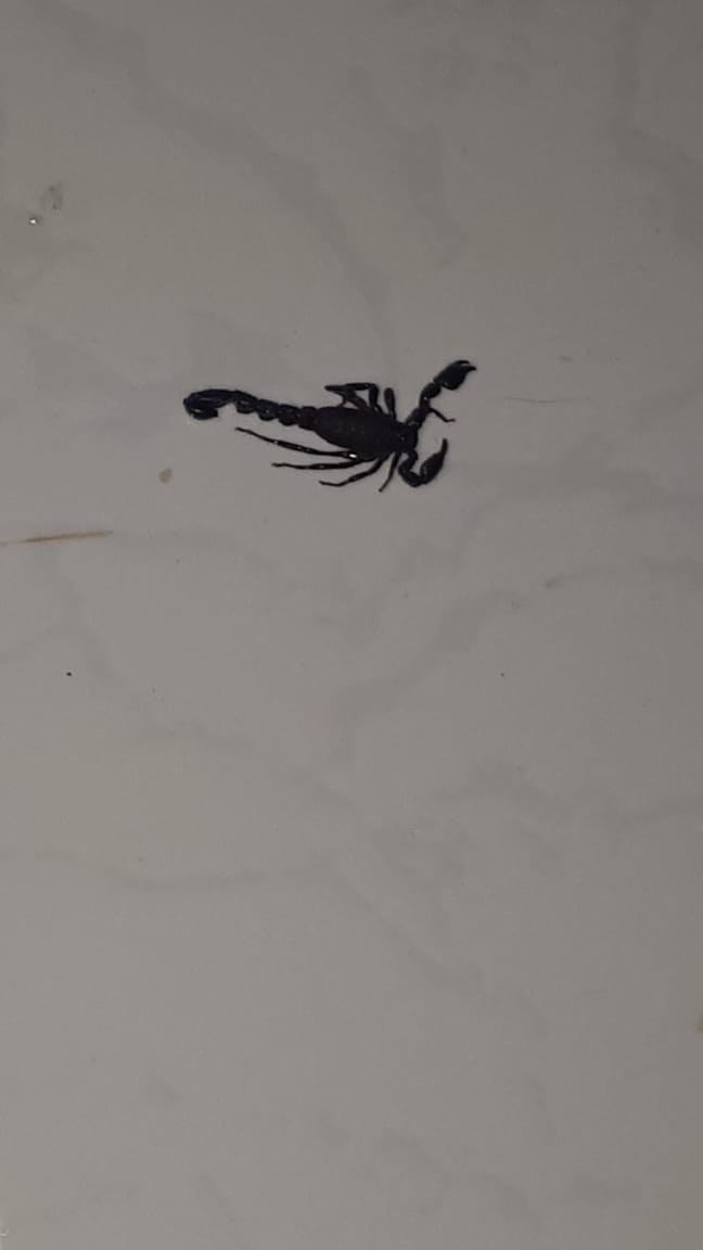 Número de escorpiões dispara e preocupa moradores