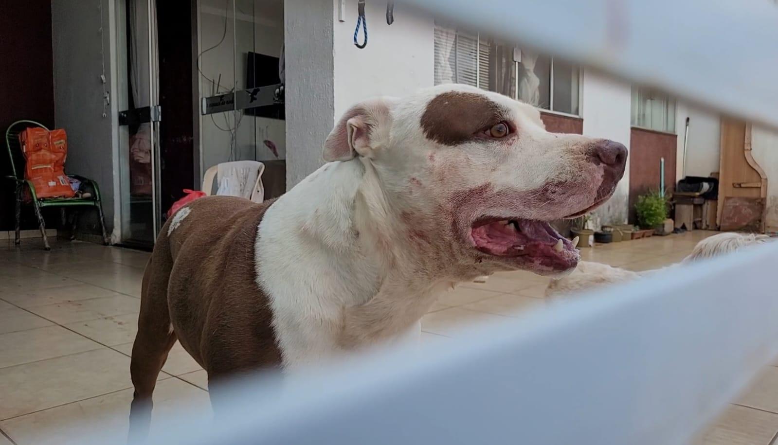 Criança de um ano é atacada por pitbull