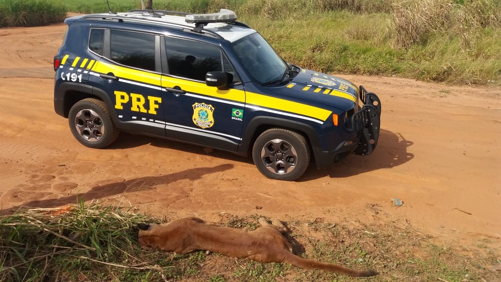 PRF encontra onça parda atropelada na BR-376