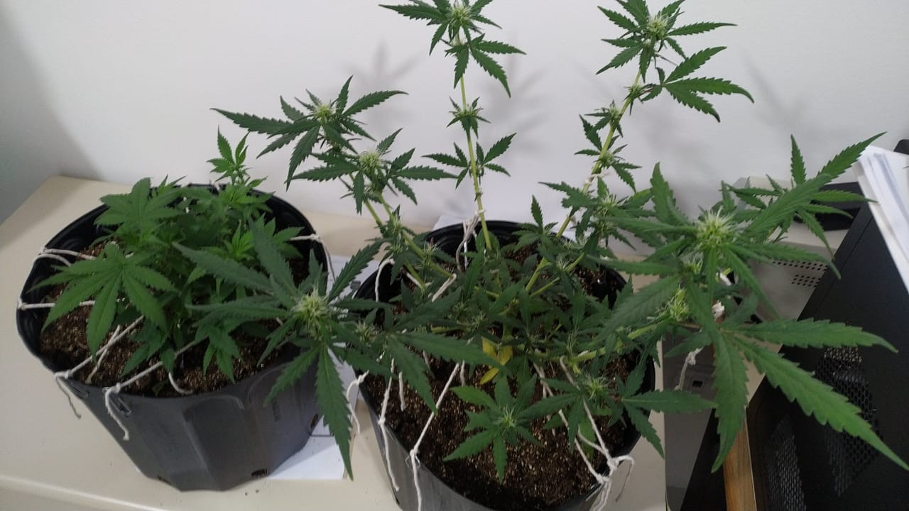 Polícia encontra estufa com pés de maconha em apartamento de estudantes
