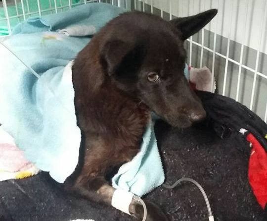 Caso de cachorra ferida durante roçada em Umuarama vai parar na delegacia