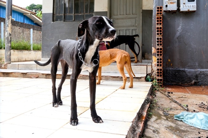 Cães são resgatados após denúncia de maus-tratos e morador é multado em R$ 6 mil