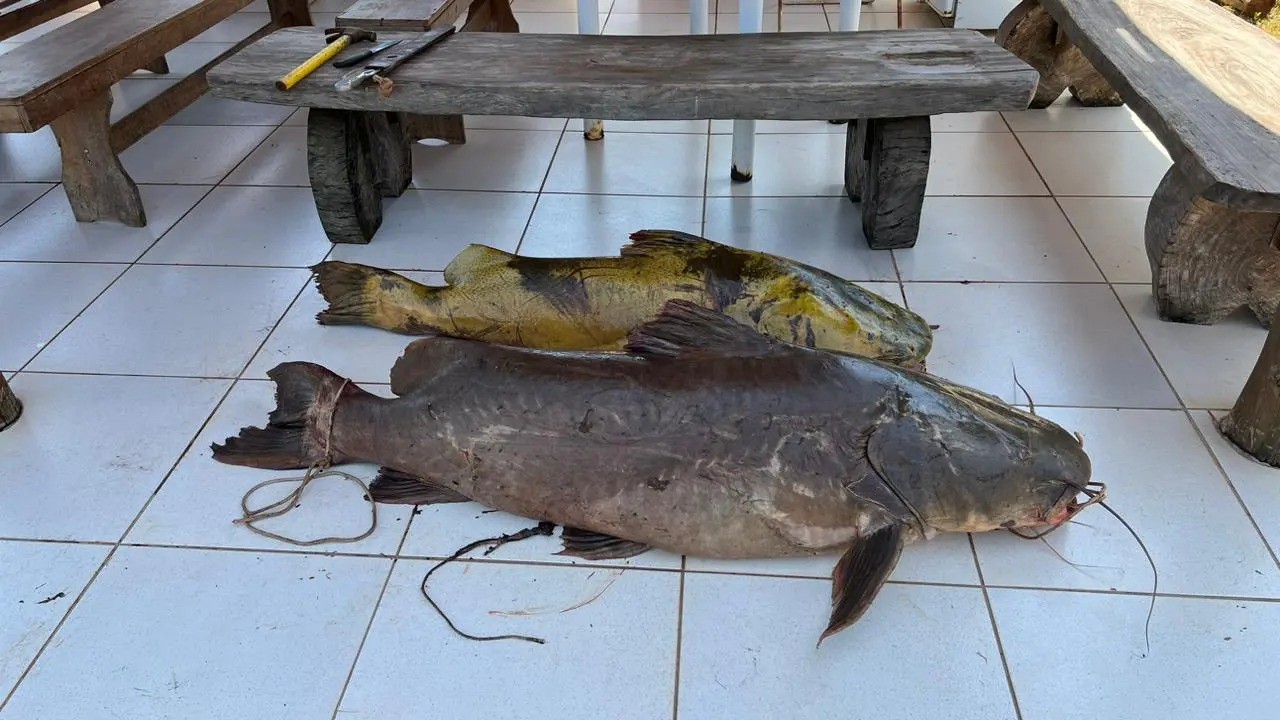 Durante a abordagem, os agentes constataram a presença de dois exemplares da espécie Jaú, um com um peso de 90 kg e outro com 40 kg. Foto: PM Ambiental