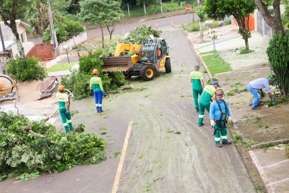 Maringá ainda não tem empresa credenciada para remover árvores
