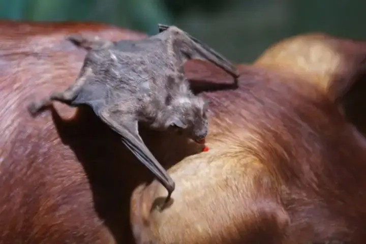 Três casos de raiva bovina são confirmados na região de Umuarama