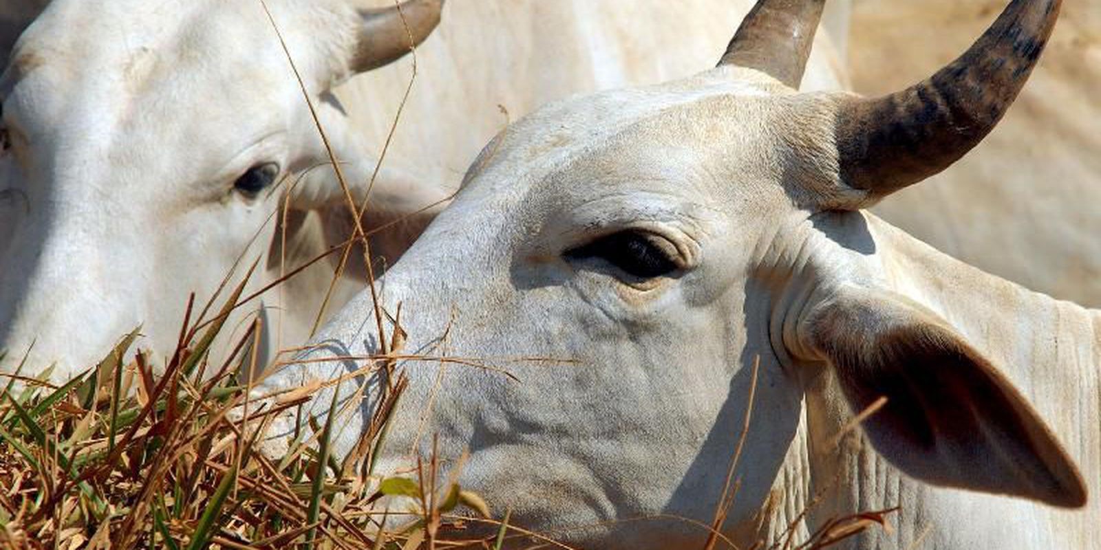 Mapa confirma dois casos atípicos de vaca louca em MT e MG