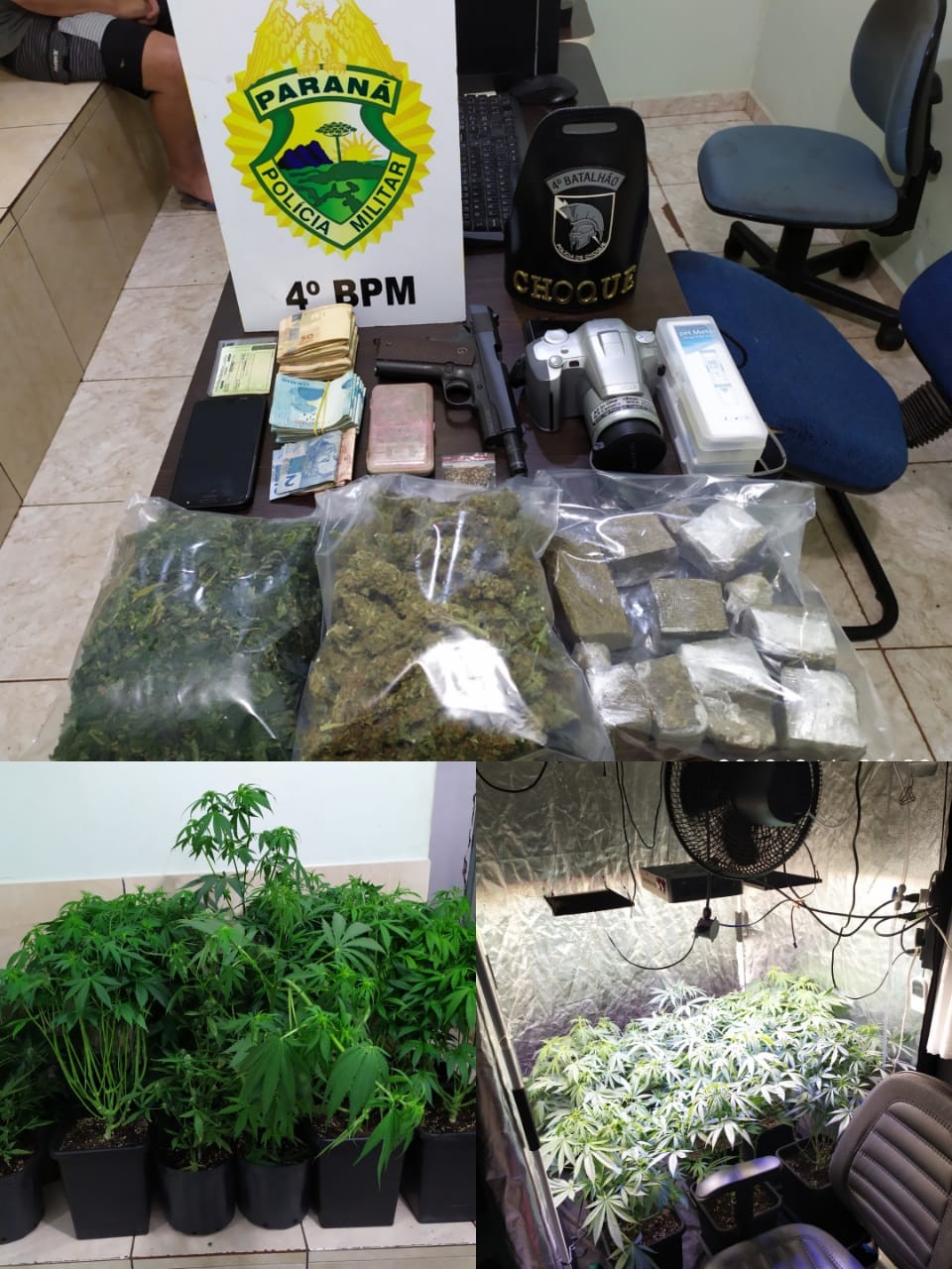 Homem que cultivava maconha em estufa é preso por tráfico de drogas