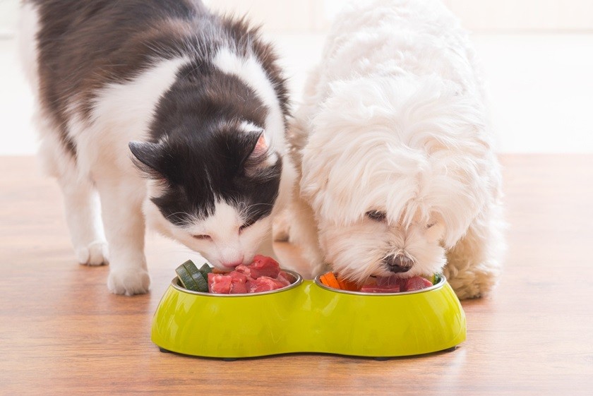 Quais os benefícios da alimentação natural para os pets?