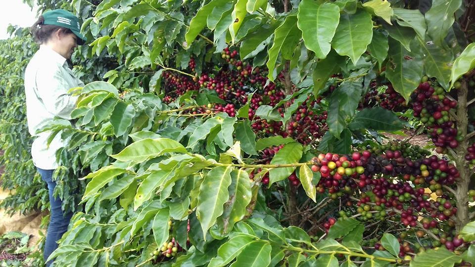 Começa a colheita do café no Paraná