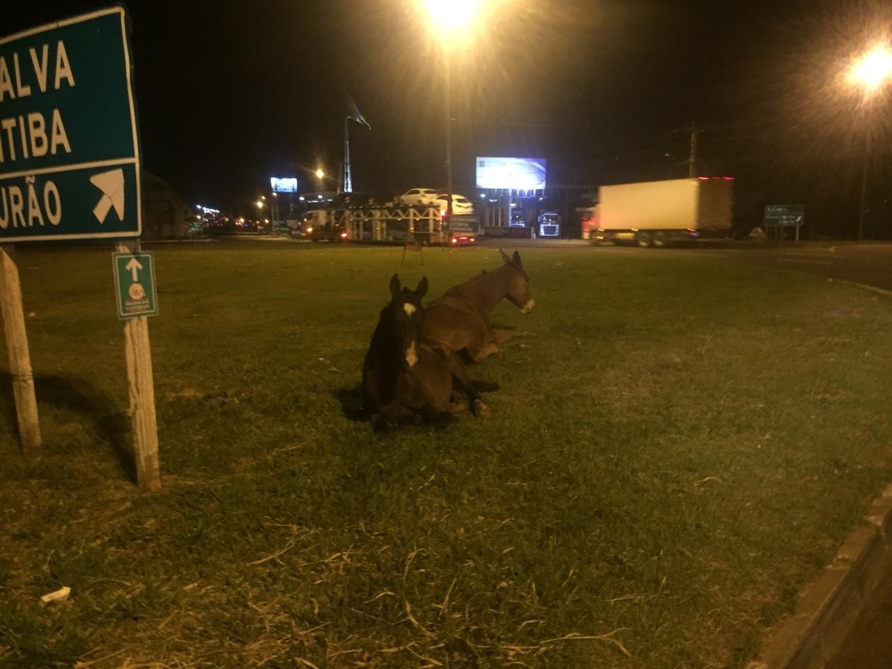 Cavalos soltos em rodovia mobilizam equipes da PRF