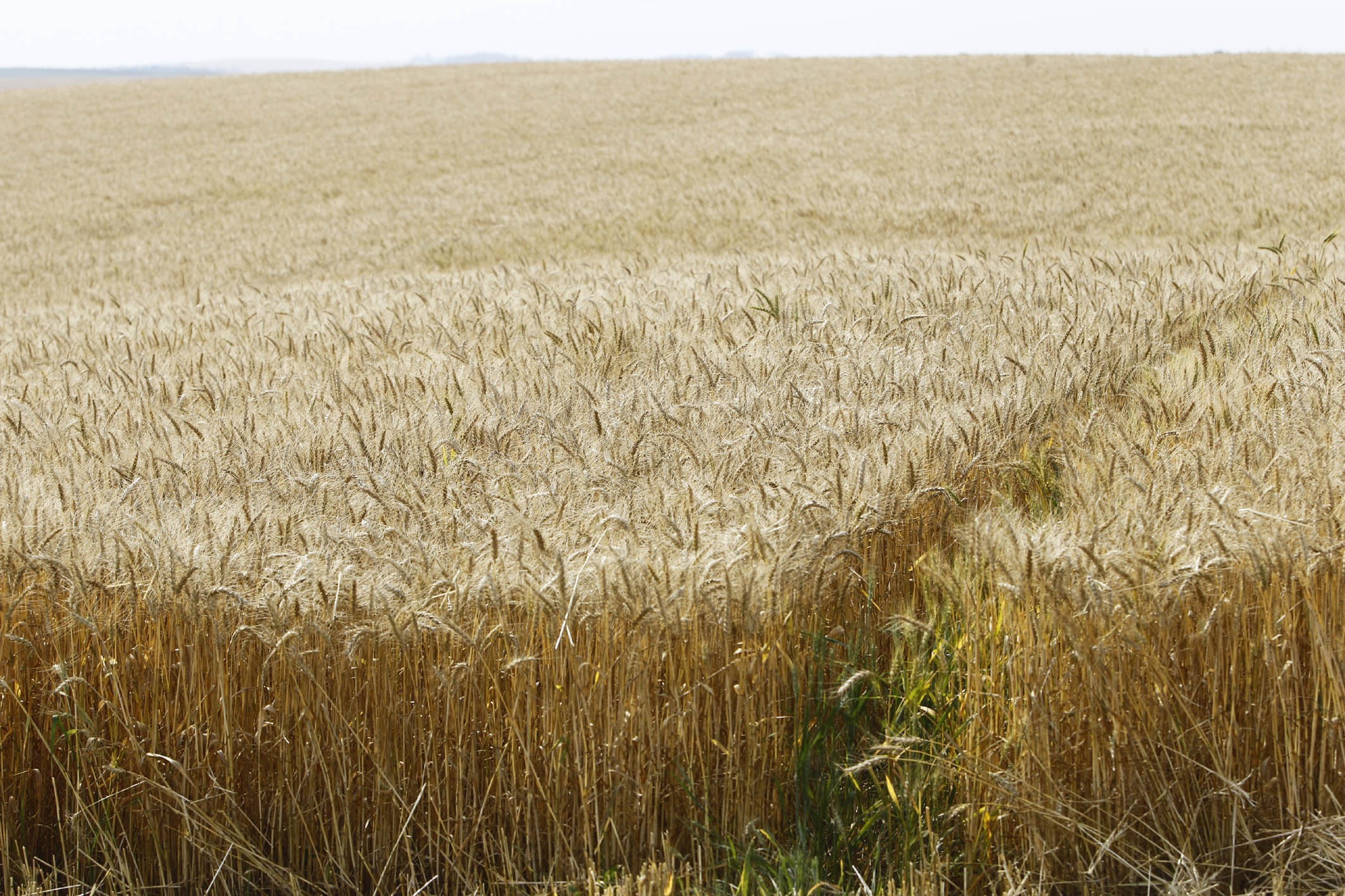 Mesmo com chuva, produtores não recuperam mais as lavouras de inverno