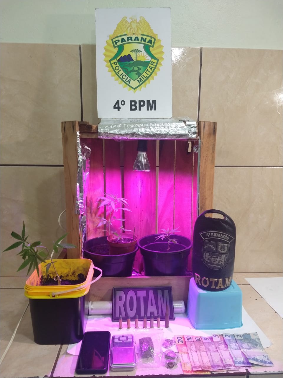 Homem é preso com quatro pés de maconha