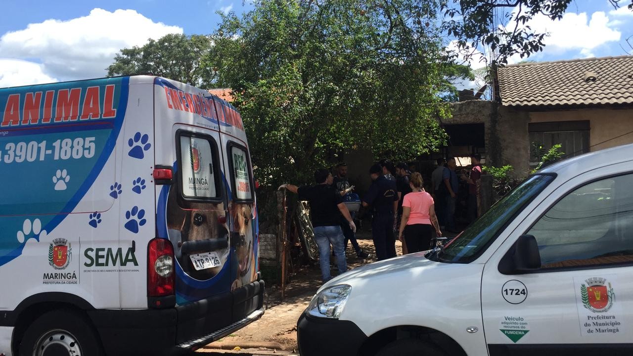 Dezenas de animais são encontrados em péssimas condições em residência