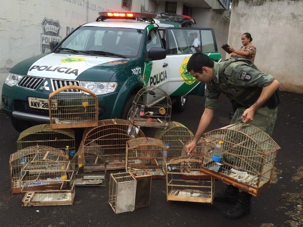 Você sabe quem recolhe animais silvestres em Maringá?