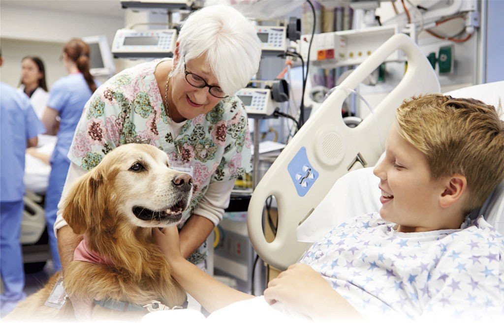 Projeto de lei permite a entrada em hospitais públicos e privados