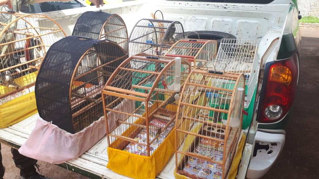 PMA apreende oito pássaros silvestres em cativeiro