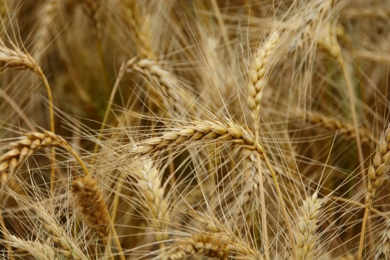 Trigo custa R$ 45,50 a saca em Cascavel e Maringá