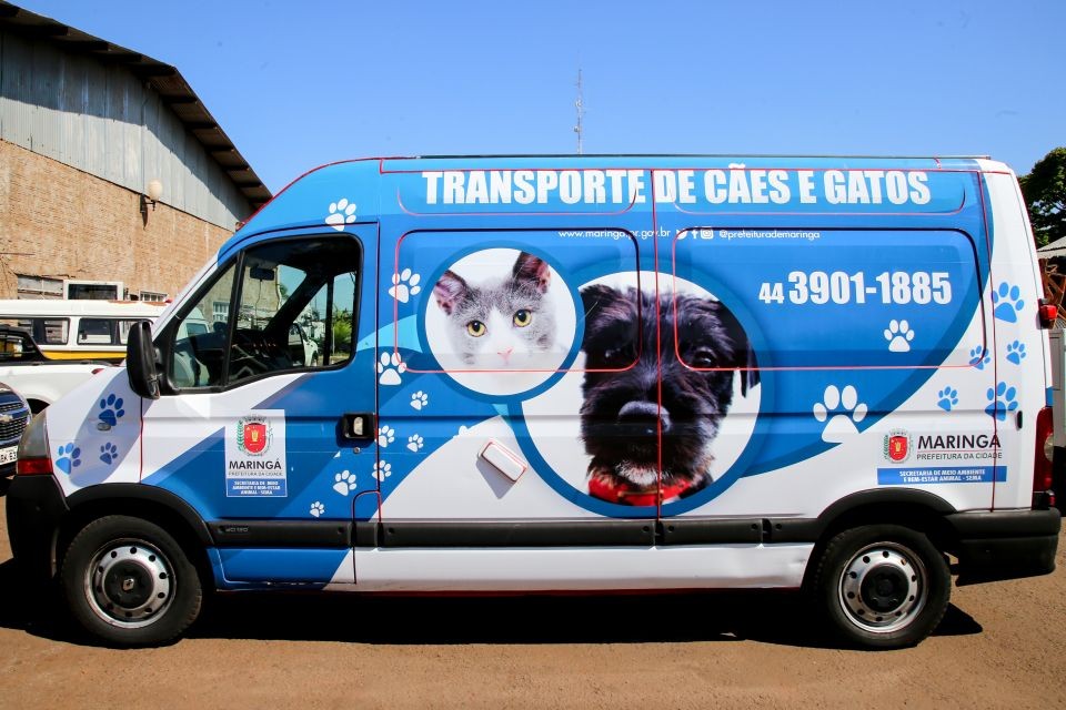 Resgate emocionante cadelas abandonadas em fundo de vale