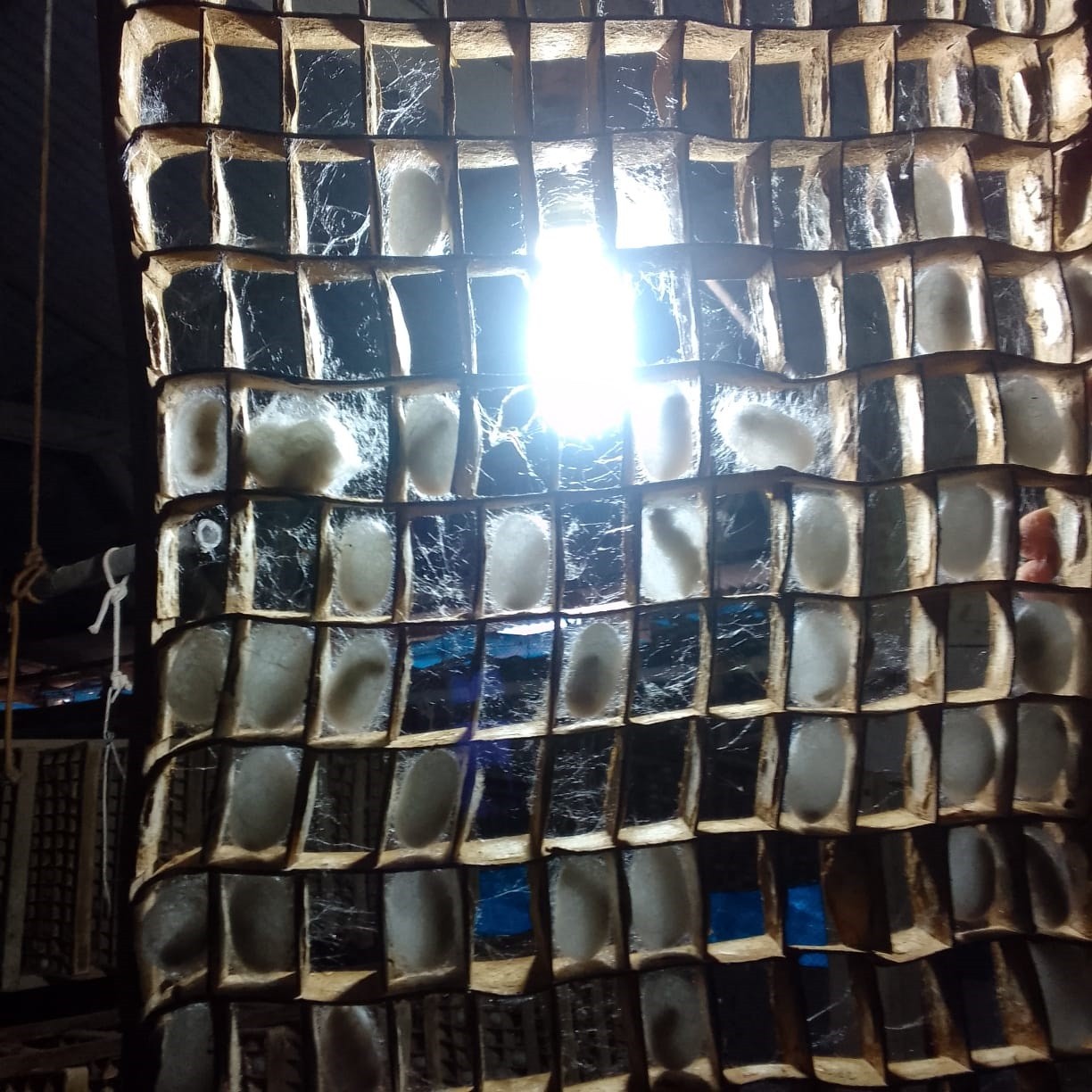 Produtores de bicho-da-seda fazem manifesto contra deriva de agrotóxicos