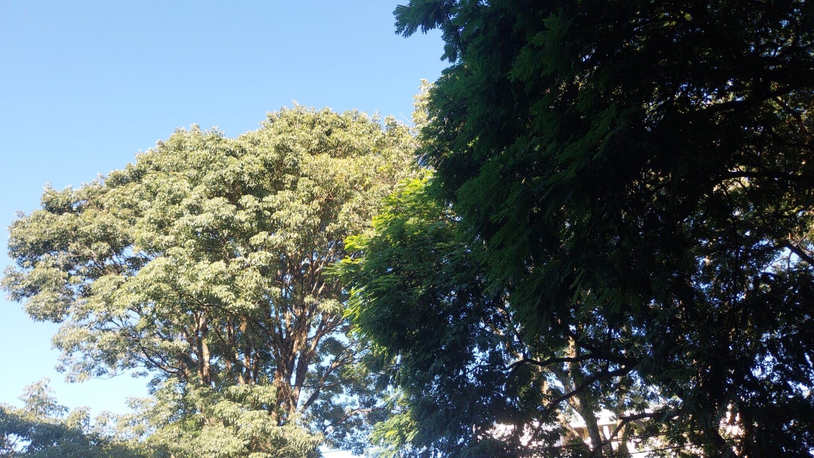 Domingo de sol e tempo  firme em Maringá; máxima pode chegar a 32º