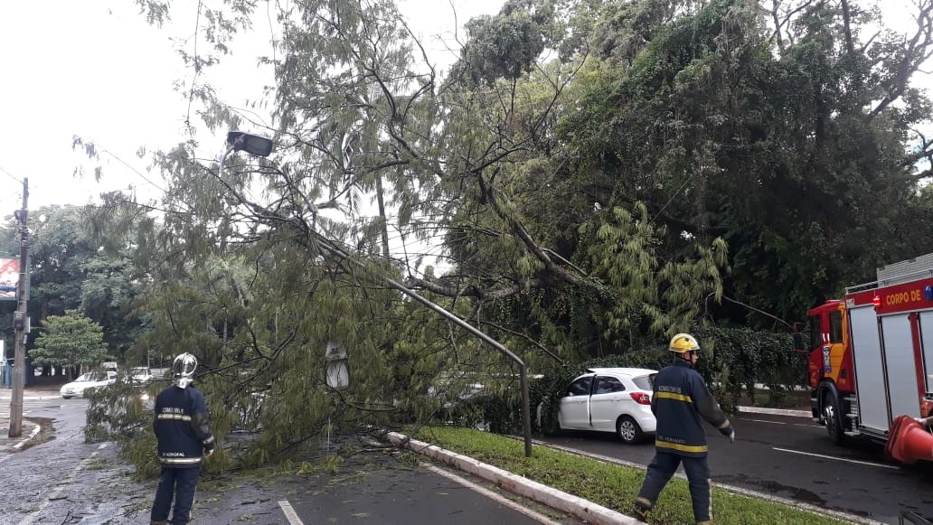 Temporal que atingiu Maringá derrubou 109 árvores