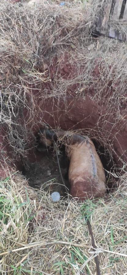 Cavalo cai em fossa e é resgatado em Paiçandu