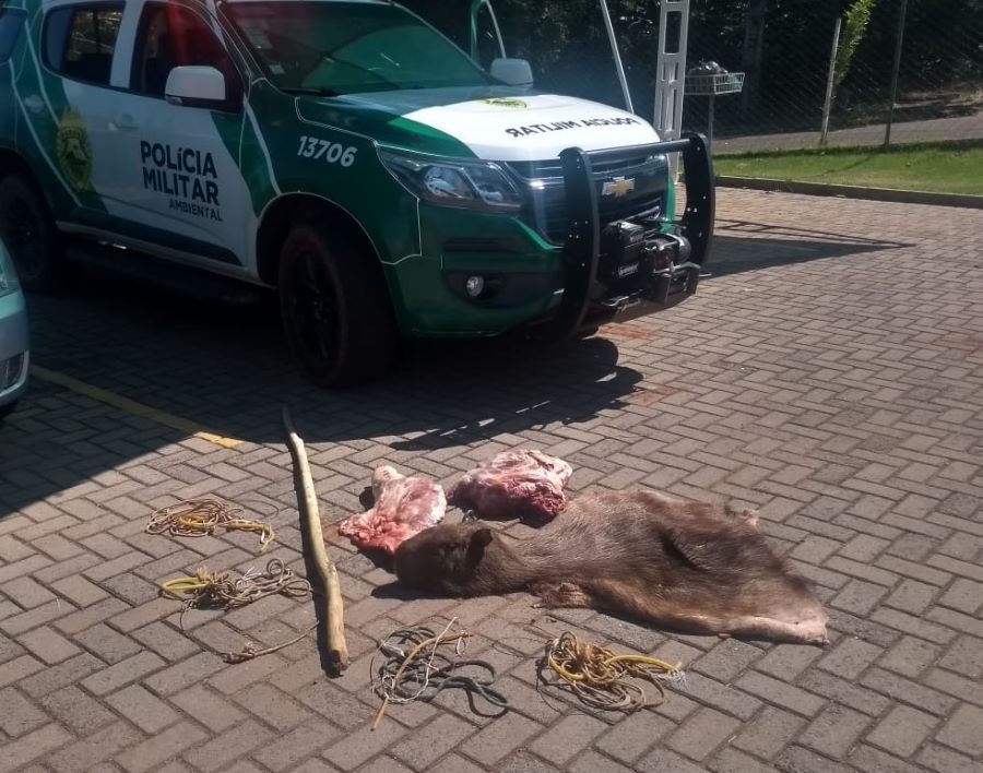 Com caça ilegal, consumo de animais silvestres coloca saúde em risco