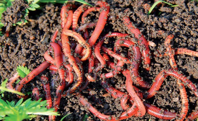 Hotéis de minhocas são instalados em Amsterdã