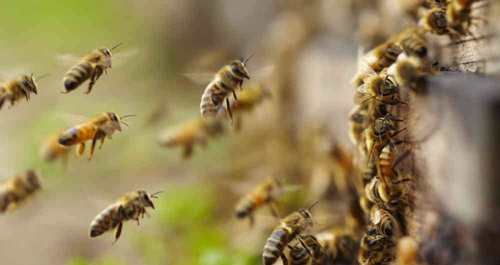 Idoso morre e mulher fica gravemente ferida após ataque de abelhas