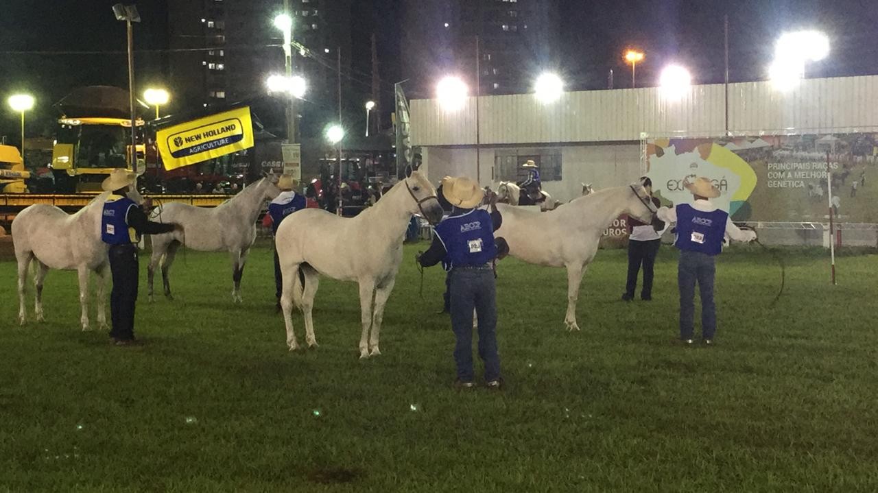 Cavalo Pantaneiro participa da Expoingá pela primeira vez