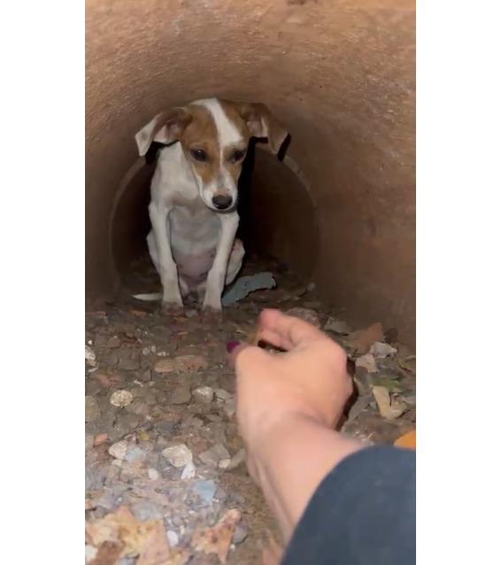 Resgate emocionante de filhote mobiliza equipe de protetoras independentes